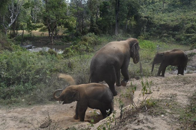 Care Pride Elephants Full-Day Tour Experience Review