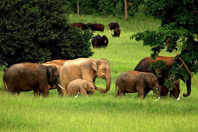 Elephant and Wildlife Watching in Kuiburi National Park Review