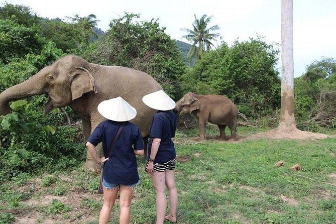 Elephant Nature Care Review: A True Sanctuary Experience