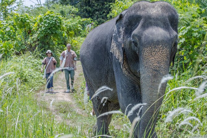 Elephant Sanctuary Small Group Tour in Phuket Review