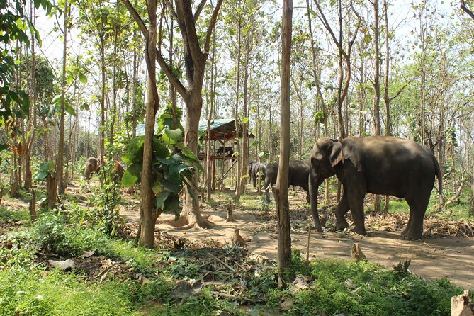 From Bangkok: Elephant Jungle Sanctuary Day Trip