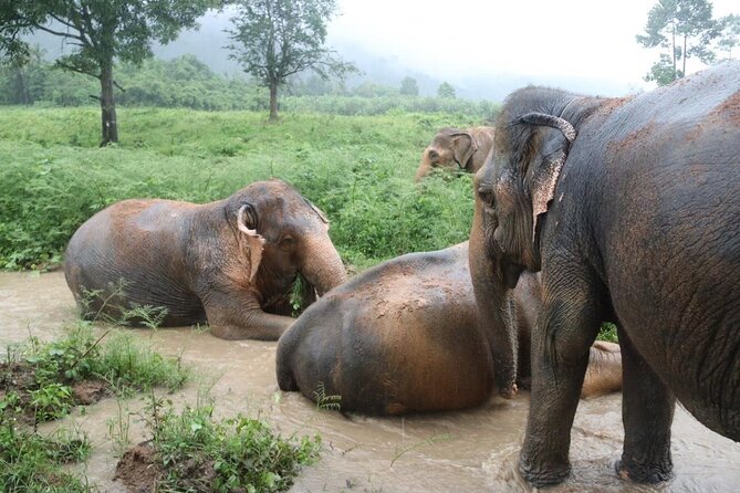 Half Day Elephant Home Sanctuary in Samui Review