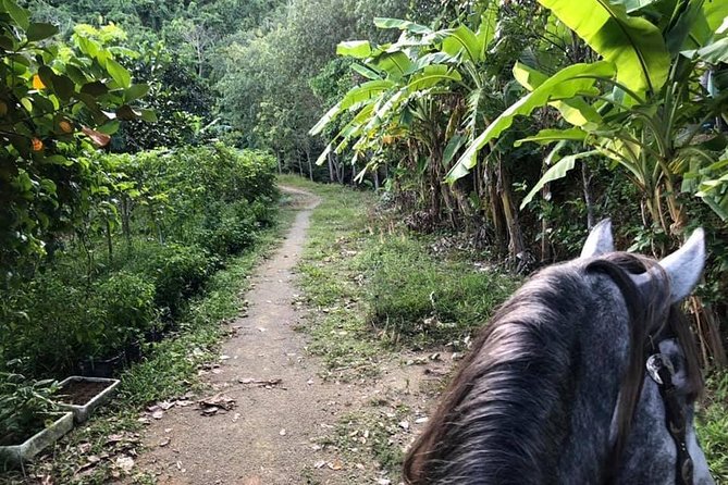 Horseback Riding 1 Hour Trail Review