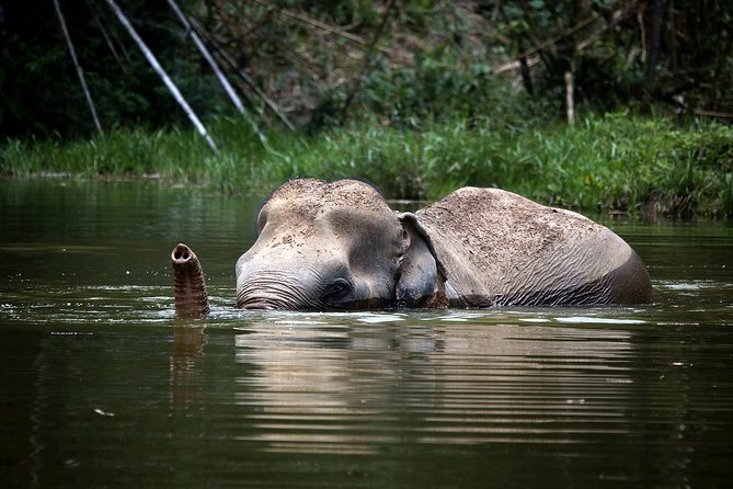 Morning With the Elephants Review: a Sanctuary Experience