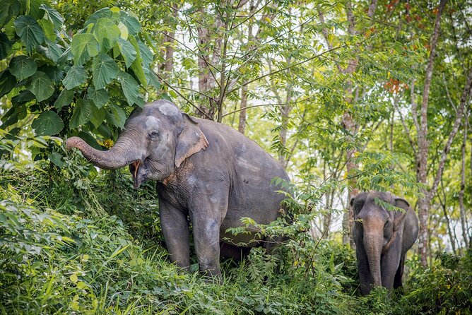 Phuket Elephant Sanctuary Canopy Walkway Tour Review