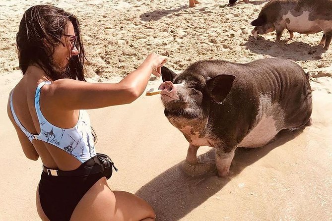 Pig Island Day Trip From Koh Samui Review