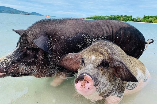 Pig Island Snorkeling Tour Review: Worth the Ride