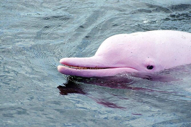 Pink Dolphin Spotting & Snorkelling Day Tour At Pigs Island