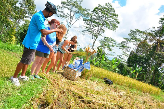 Kintamani Guided Bike Tour With Lunch, Tegalalang, and Batur: Ubud - Frequently Asked Questions