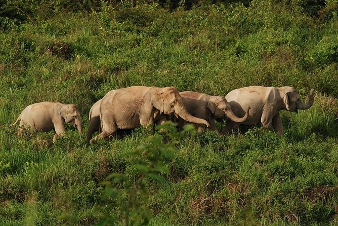 Elephant and Wildlife Watching in Kuiburi National Park Review - Meeting and Pickup Arrangements