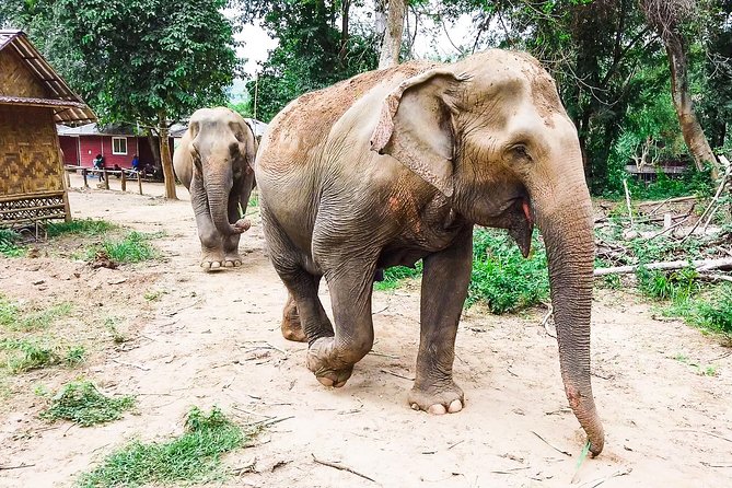 Elephant Haven Kanchanaburi Review: a Day With Giants - Essential Information and Rules