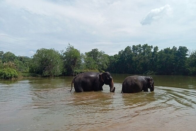 Elephant Sanctuary Small Group Tour in Phuket Review - Cancellation and Refund Policy