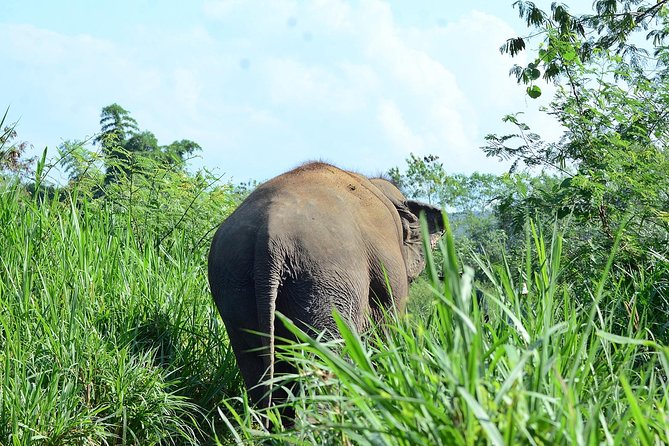 Experience Elephant Sanctuary + Sticky Waterfall Review - Itinerary and Logistics Details