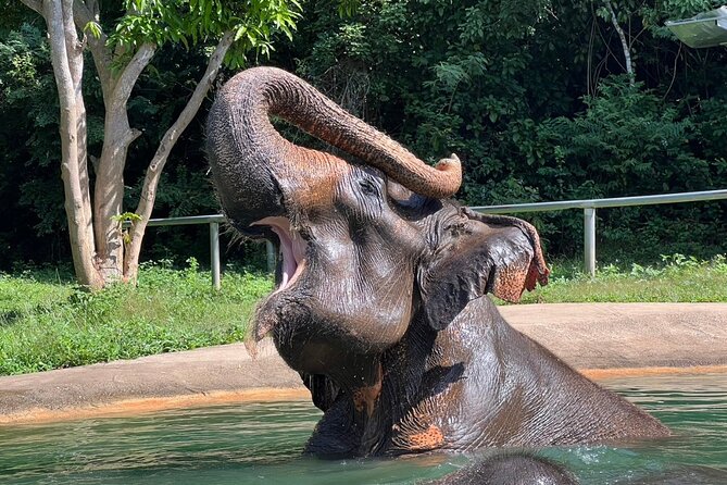 From Bangkok: Elephant Jungle Sanctuary Day Trip - What to Expect From Reviews