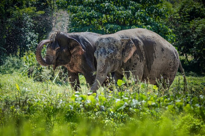 Full-Day Phuket Elephant Sanctuary Tour Review - What to Expect at the Sanctuary