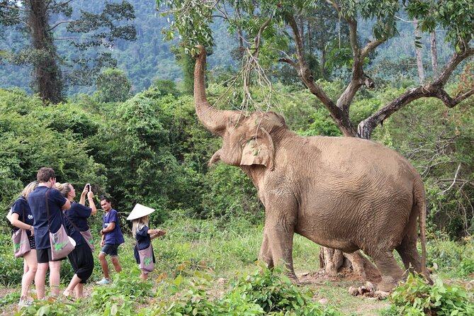 Half Day Elephant Home Sanctuary in Samui Review - Reviews From Previous Travelers