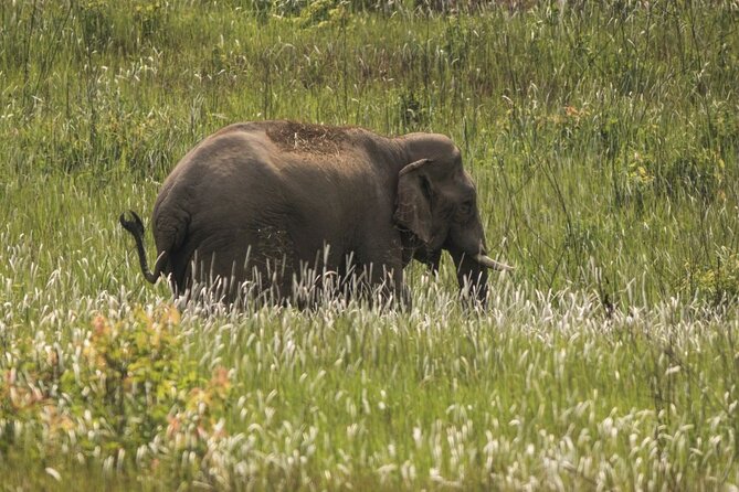 Khao Yai National Park Full-Day Tour Review - Itinerary and Logistics Details