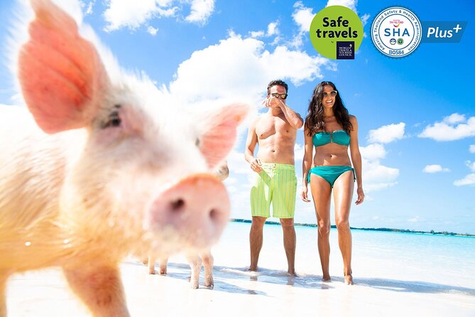 Pig Feeding, Kayaking, Snorkeling Trip at Pig Island By Speedboat From Koh Samui - Important Health and Safety Notes