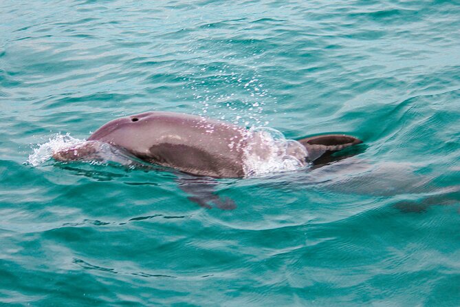 Private Boat Tour With Dolphin Spotting and Snorkelling From Phuket - What to Expect Onboard