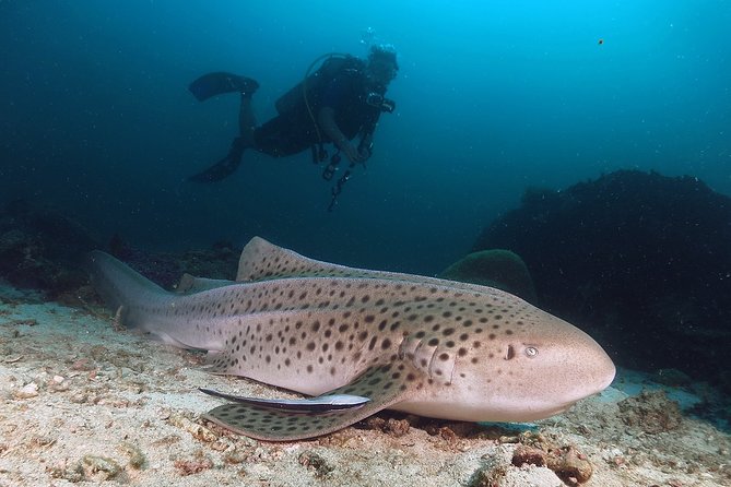 Scuba Dive in Koh Lanta, Thailand Review - What to Expect Onboard