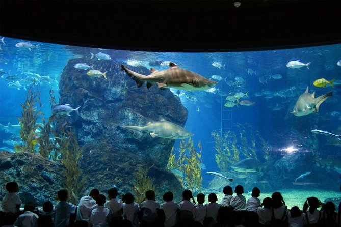 SEA LIFE Bangkok Ocean World & Madame Tussauds Combo Ticket - Accessibility and Restrictions