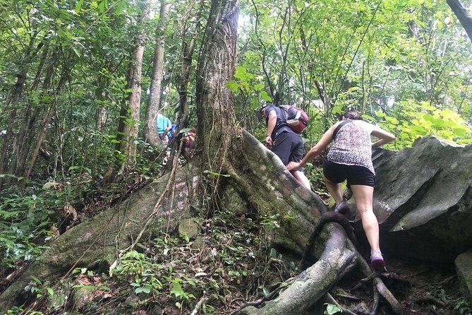 Small-Group Jungle Hiking Excursion Review: Worth the Hike - What to Expect on the Trail