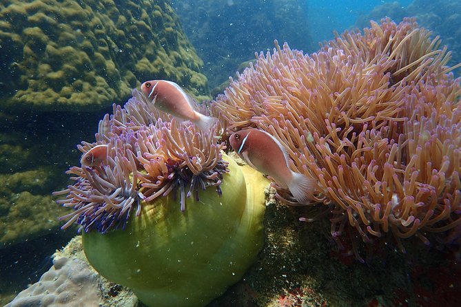 Ang Thong Marine Park Semi-Private Sunset Tour Review - Itinerary and Activities