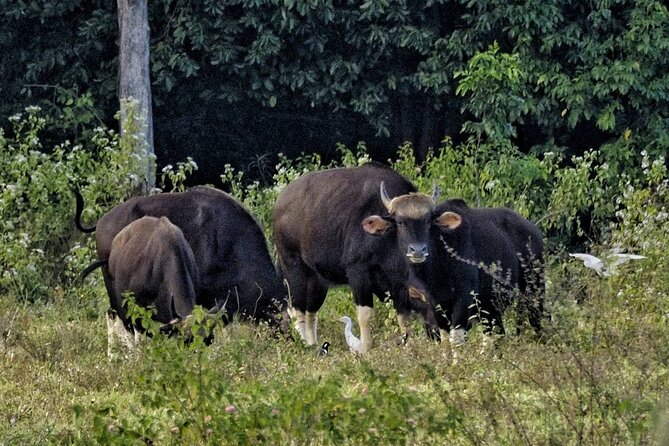 Elephant and Wildlife Watching in Kuiburi National Park Review - Cancellation and Refund Policy