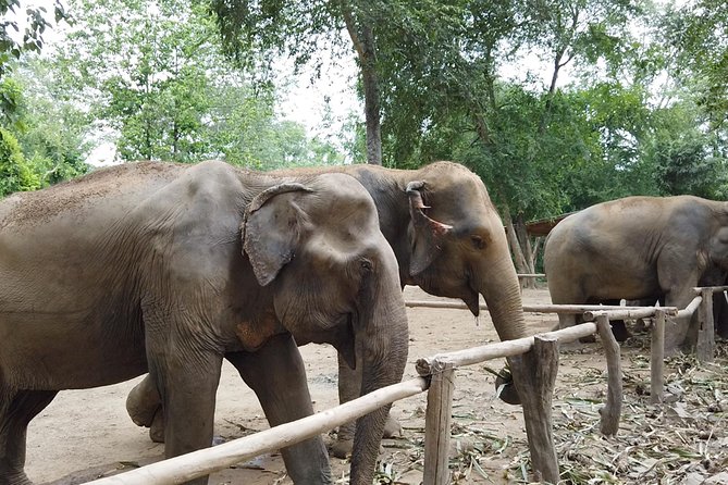 Elephant Haven Kanchanaburi Review: a Day With Giants - Making Memories With Giants