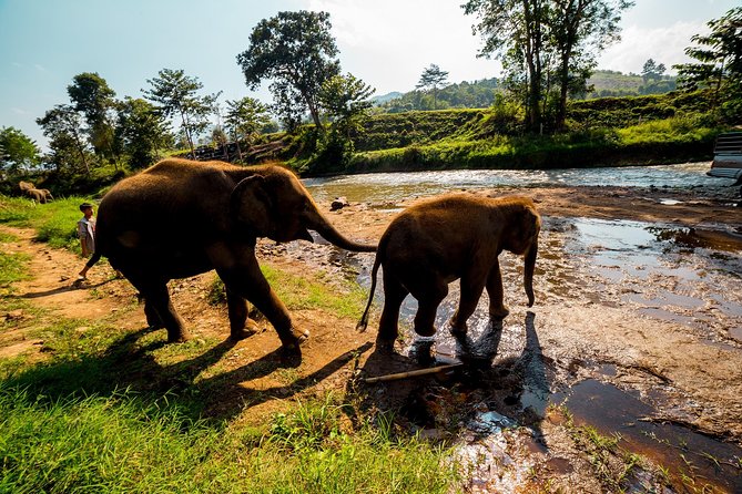 Full-Day Guided Tuk Tuk Chiang Mai Adventure Review - Is the Tour Worth the Cost