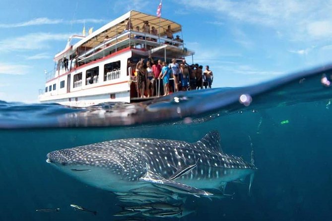 Fun Diving Safari Day Trip Review - What to Expect Onboard