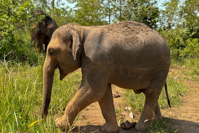 Half Day Elephant Home Sanctuary in Samui Review - Tour Logistics and Details