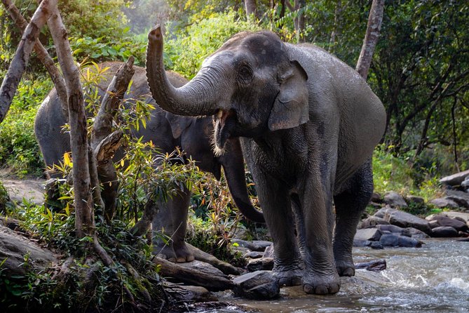 Half Day Visit Elephant Sanctuary in Samui Review - What to Expect From the Tour