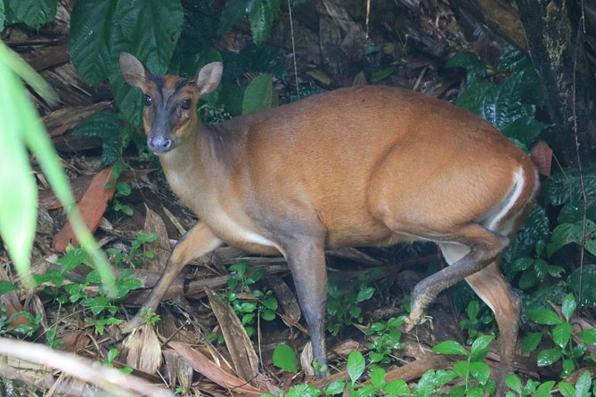 Khao Sok Wildlife 2 Days Review: Worth the Hype - Important Details to Note