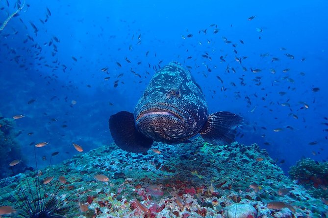 Koh Samui 2-Dive Trip to Sail Rock Review - What to Expect at Sail Rock