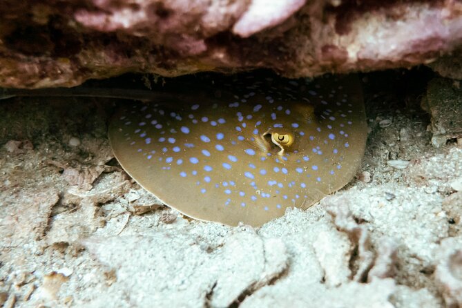 La Bombona Diving Koh Tao Try Dive - Scuba Diving Certification Process