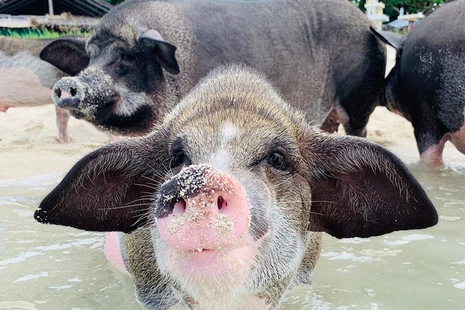 Pig Island Day Trip From Koh Samui Review - What to Expect on Pig Island