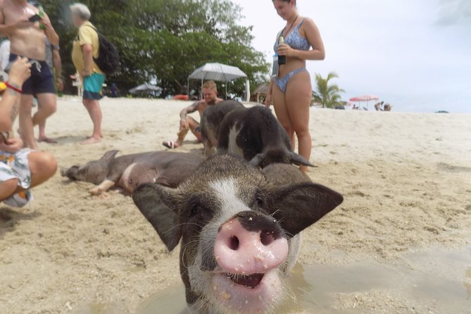 Pig Island Snorkeling Tour Review: Worth the Ride - The Good, the Bad, and the Ugly