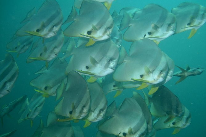 Private Diving on Shared Trip at Racha Noi and Racha Yai From Phuket Incl. Lunch - Safety Guidelines and Precautions