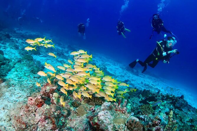 Small Group Scuba Diving Experience in Maiton Private Island - Important Reminders