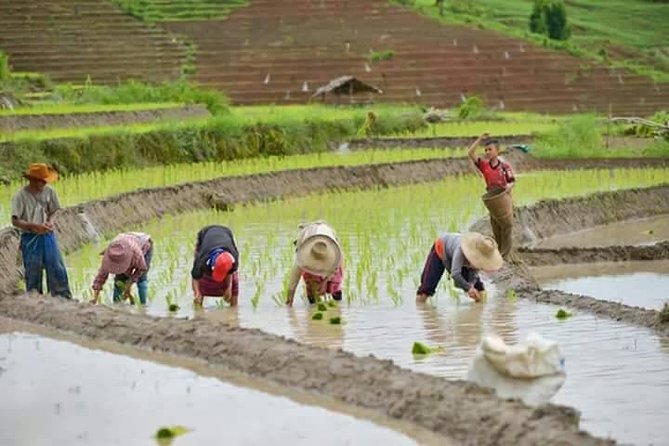 Doi Inthanon National Park Tour Review - Food and Refreshments Review