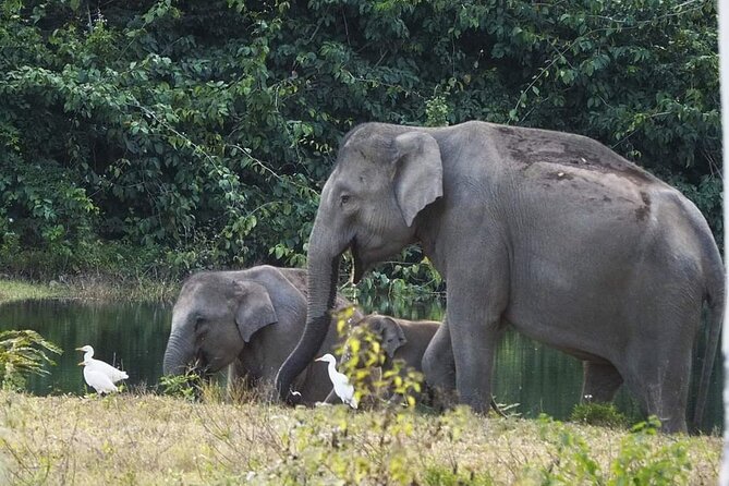 Elephant and Wildlife Watching in Kuiburi National Park Review - Kuiburi National Park Experience