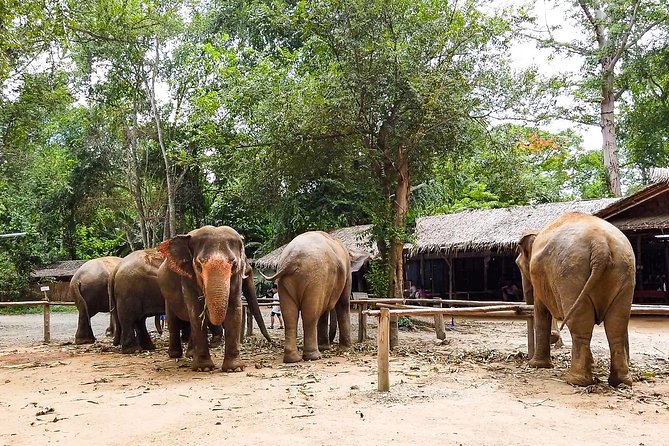 Elephant Haven Kanchanaburi Review: a Day With Giants - Recap