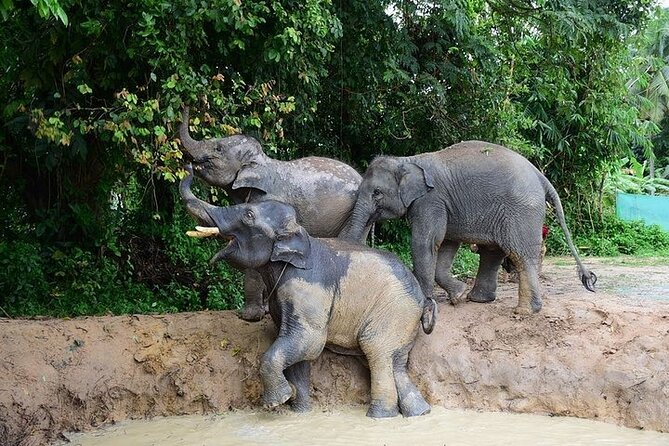 Elephant Nature Care Review: A True Sanctuary Experience - Conservation Efforts and Impact