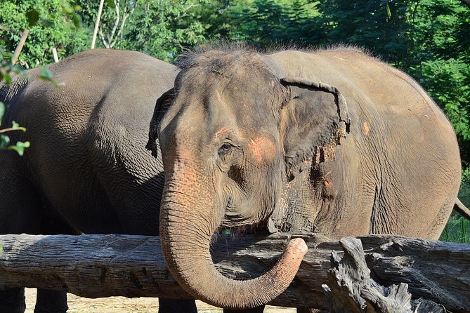 Experience Elephant Sanctuary + Sticky Waterfall Review - Review and Rating Overview