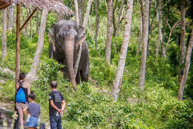 Full-Day Phuket Elephant Sanctuary Tour Review - Tour Operations and Policies