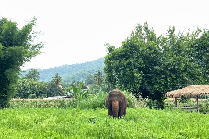 Half-Day Elephant Experience at Rantong Review - Review and Rating Overview