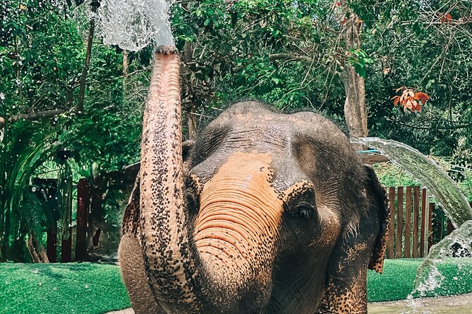 Half Day Elephant Home Sanctuary in Samui Review - Elephant Care and Conservation