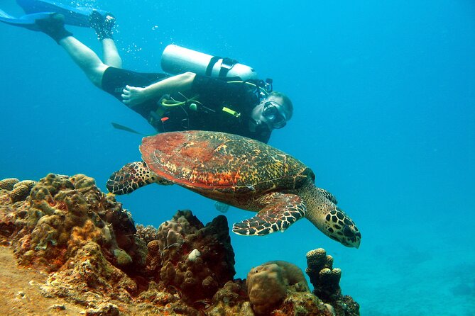 Koh Tao VIP Snorkelling Tour Review: Is It Worth It - Review of the Snorkeling Experience