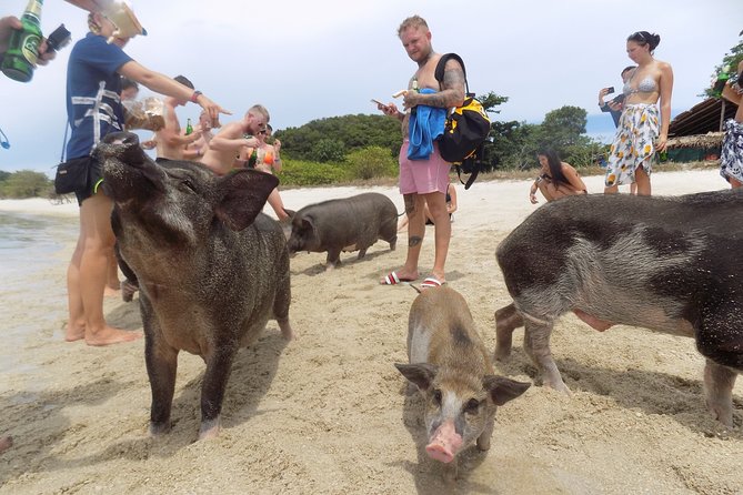 Pig Feeding, Kayaking, Snorkeling Trip at Pig Island By Speedboat From Koh Samui - Reviews and Ratings From Previous Guests